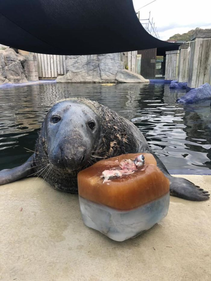 Adorable Seal was surprised with a giant ice fish cake for his 31st birthday and loved it