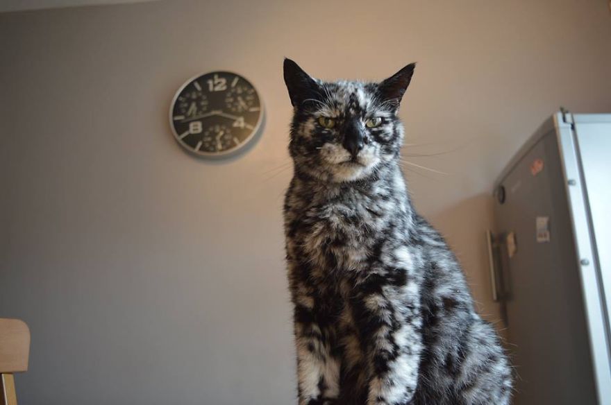 The 19-year-old black cat turned into a marbled beauty, most likely due to a rare skin disease