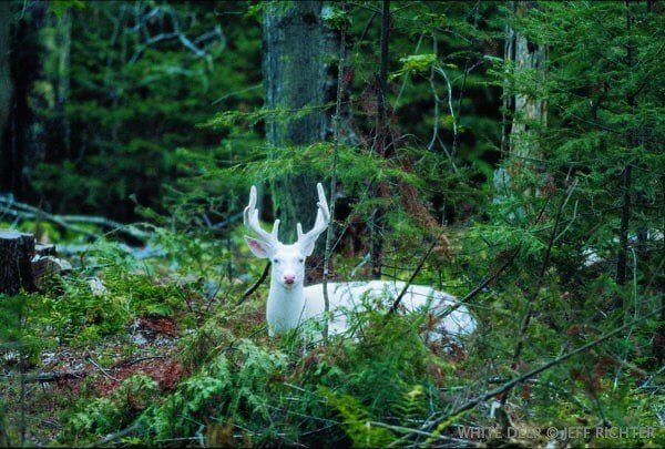 Wisconsin is home to rare herds of albino deer that are simply breathtaking.