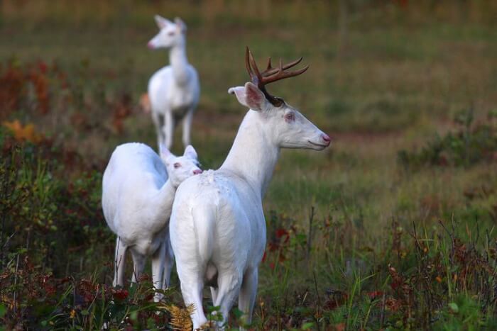 Wisconsin is home to rare herds of albino deer that are simply breathtaking.