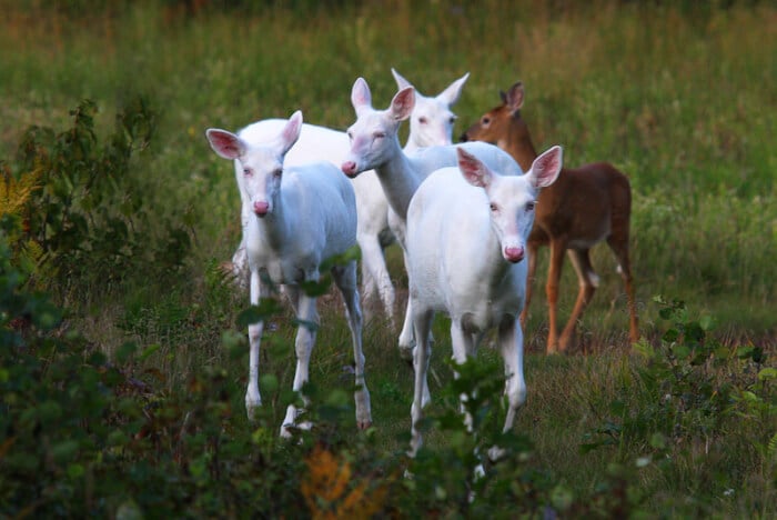 Wisconsin is home to rare herds of albino deer that are simply breathtaking.