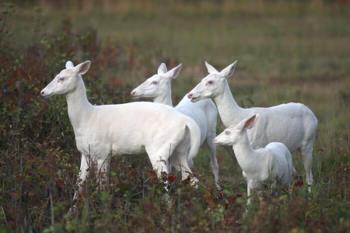 Wisconsin is home to rare herds of albino deer that are simply breathtaking.