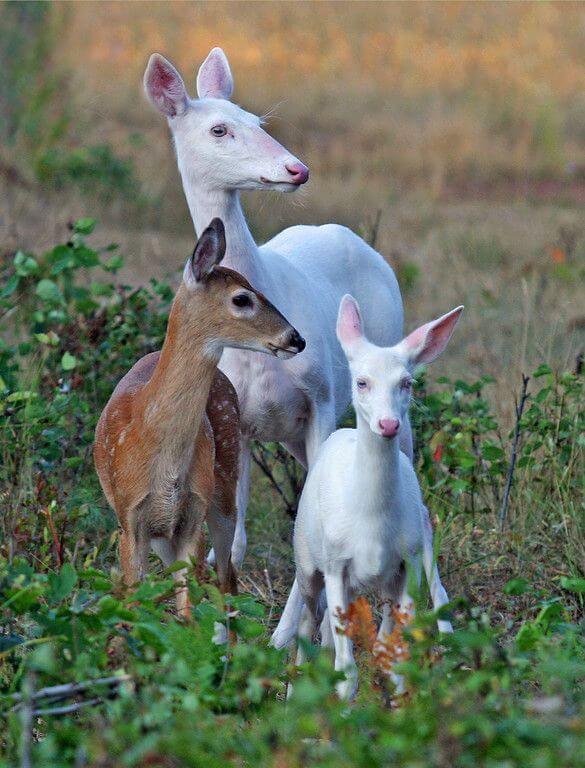 Wisconsin is home to rare herds of albino deer that are simply breathtaking.