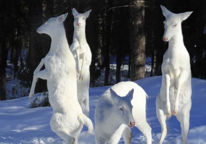 Wisconsin is home to rare herds of albino deer that are simply breathtaking.