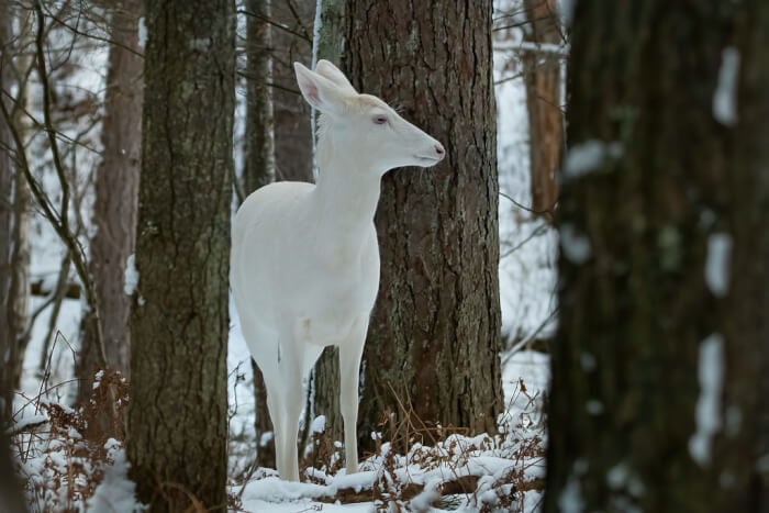 Wisconsin is home to rare herds of albino deer that are simply breathtaking.