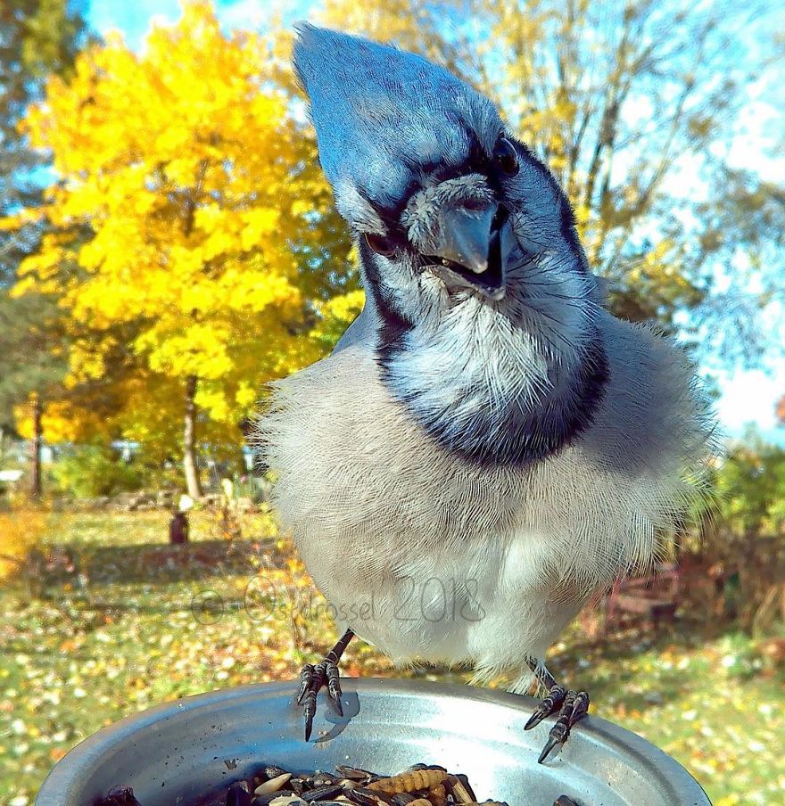 A woman set up a photo booth with a bird feeder to capture close-ups of birds feeding, and here are 25 of her best photos