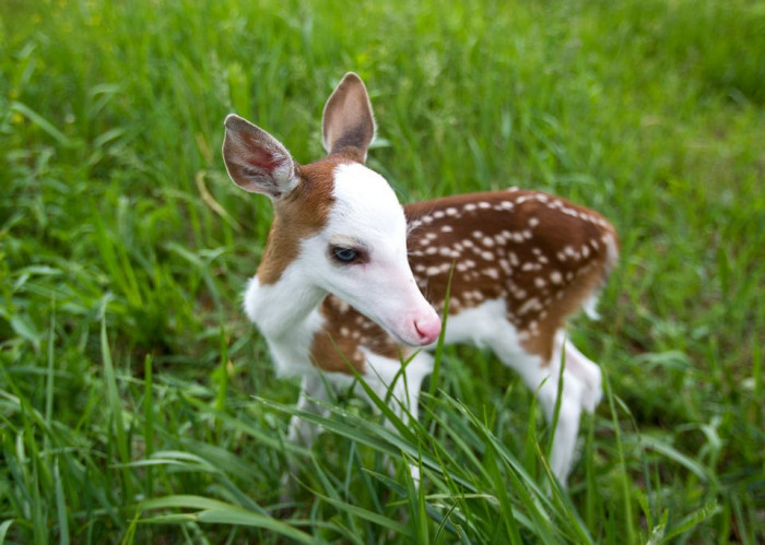 A unique baby deer with piebald offers a rare glimpse into the strange beauty of nature