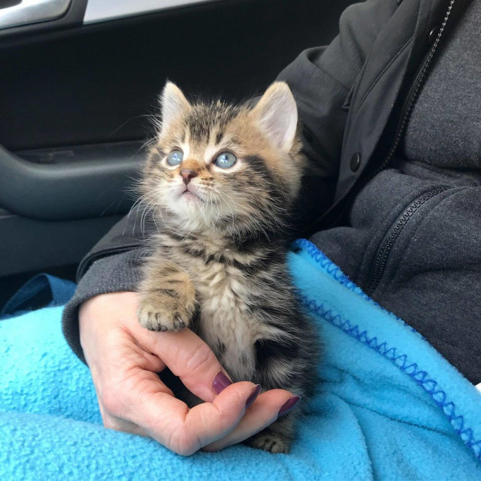 A kitten's life changed forever after a woman found and rescued him.