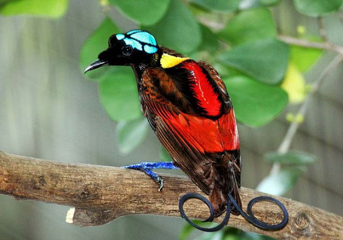 Wilson's bird of paradise is extremely exquisite