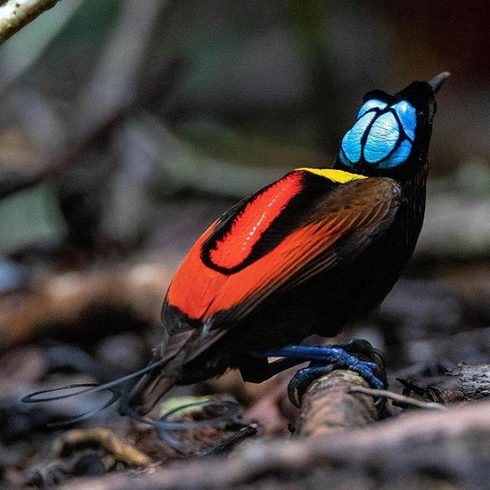 Wilson's bird of paradise is extremely exquisite