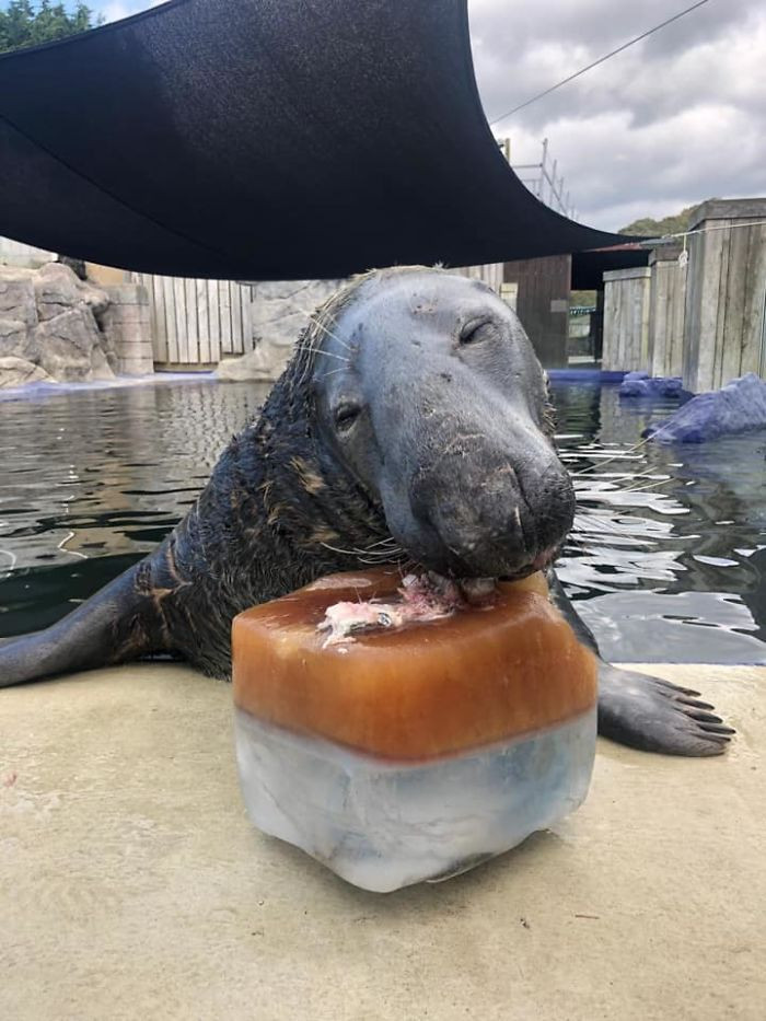 Adorable Seal was surprised with a giant ice fish cake for his 31st birthday and loved it
