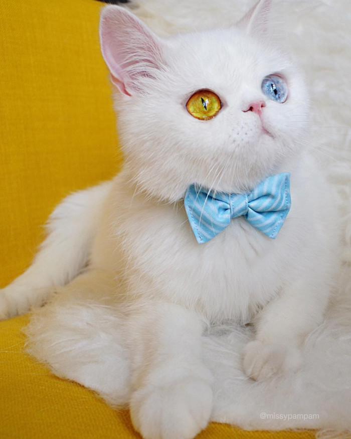 20 most beautiful cats in the world worth melting for