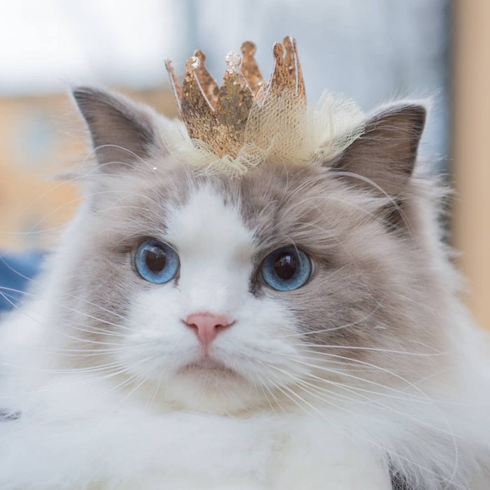 20 most beautiful cats in the world worth melting for