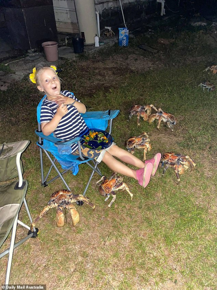 A family goes camping on a remote Australian island when they are suddenly surrounded by large, predatory crabs.