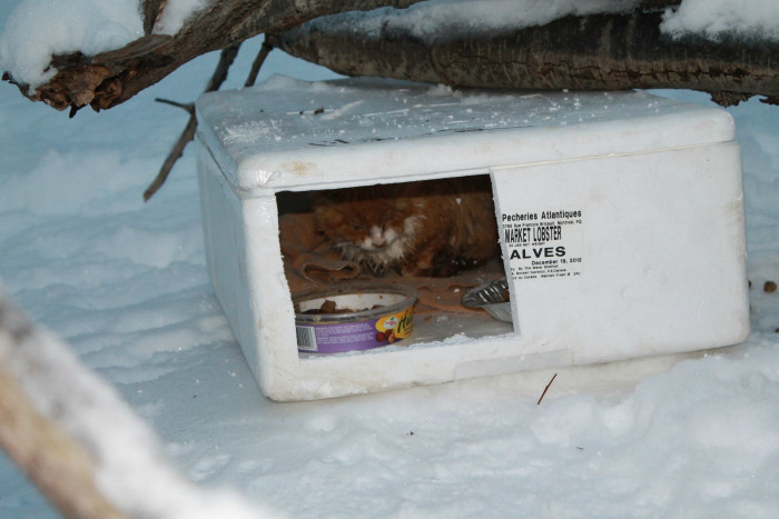 Freezing kittens left on the side of the road rescued 