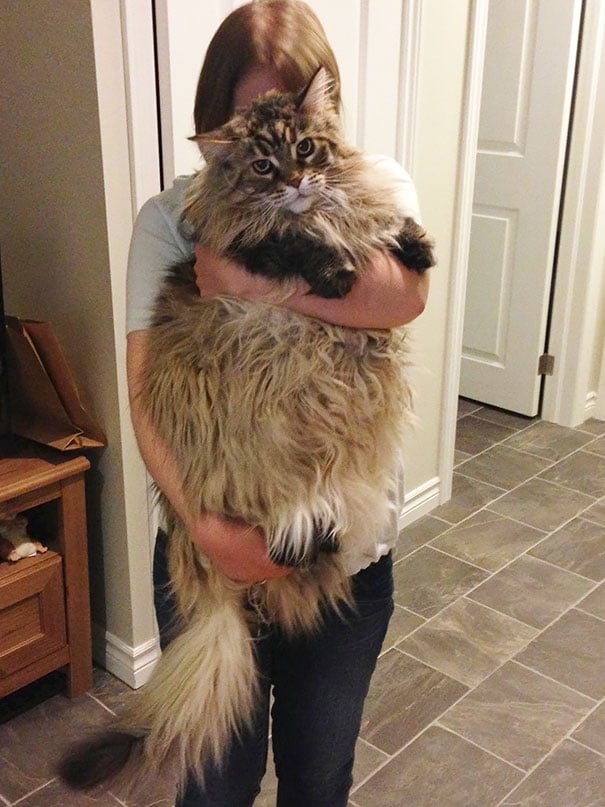 15 Maine Coon Cats That Are So Big