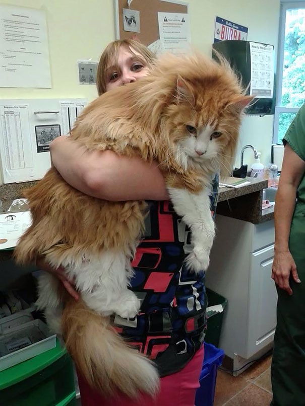 15 Maine Coon Cats That Are So Big