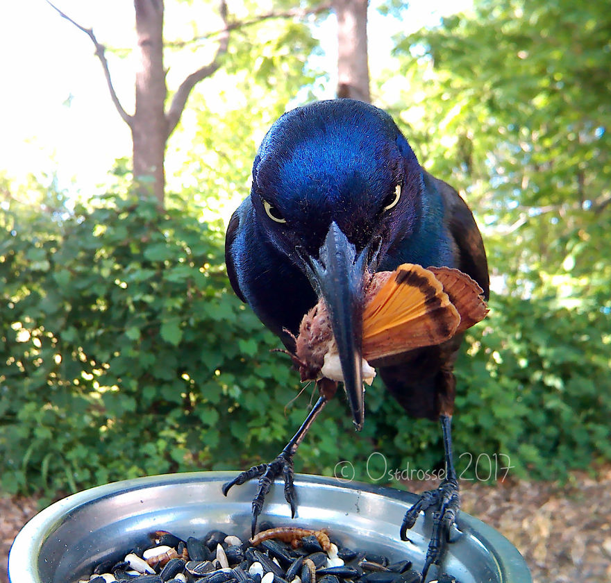 A woman set up a photo booth with a bird feeder to capture close-ups of birds feeding, and here are 25 of her best photos