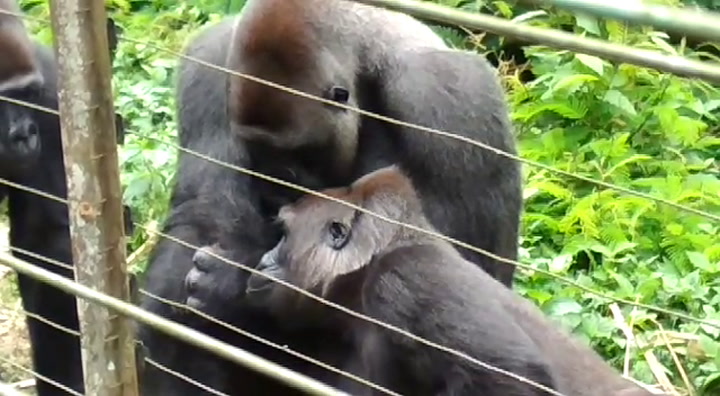 The gentle gorilla discovers the tiniest new friend in the jungle.
