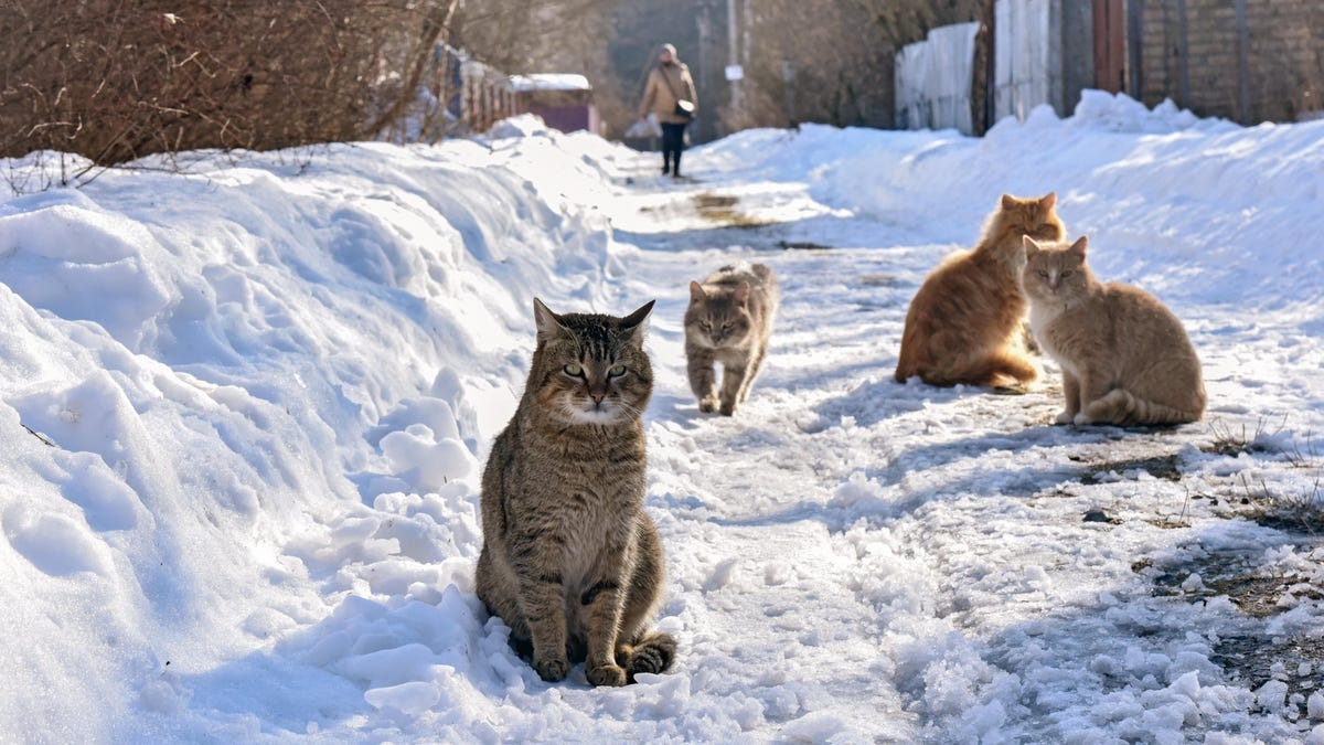 Elon Musk's Starlink satellite dishes attract cats