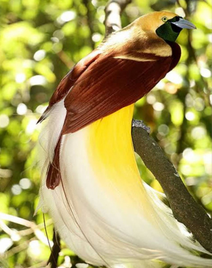 Meet the Lesser Bird of Paradise, a magnificent species covered in gold and emerald green