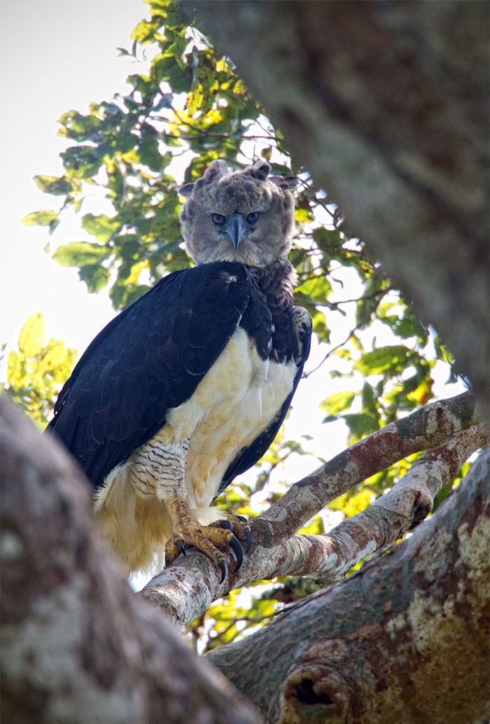 Harpy eagles are so large that they look like a tall human in bird clothing.