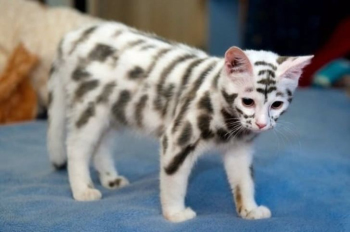 20 most beautiful cats in the world worth melting for