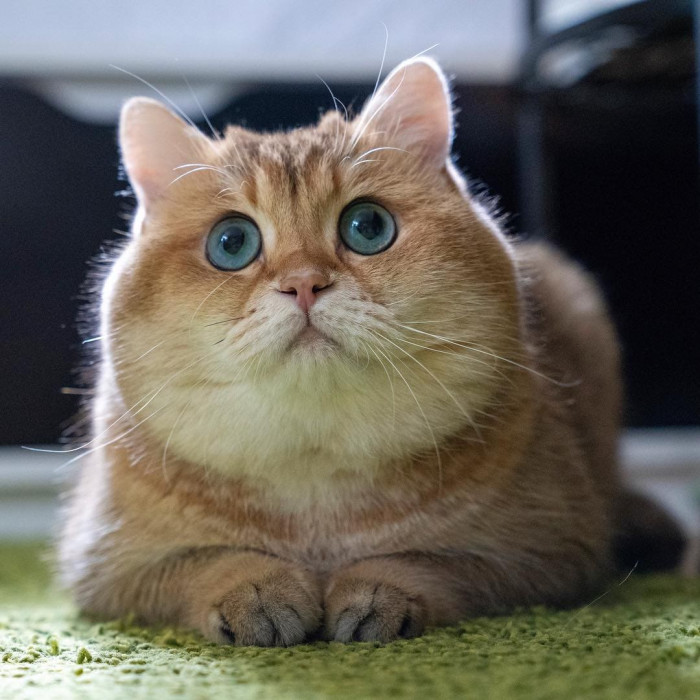 20 most beautiful cats in the world worth melting for