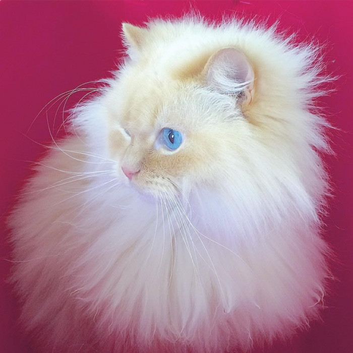 20 most beautiful cats in the world worth melting for