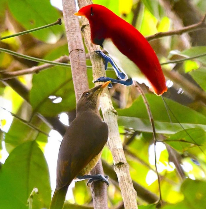 With its bright colors, the Kingbird of Paradise is a living gem.