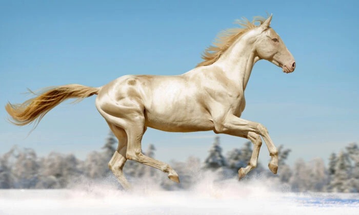Dubbed "the most beautiful horse in the world", the Akhal-Teke is a brilliant creature that is hard to forget