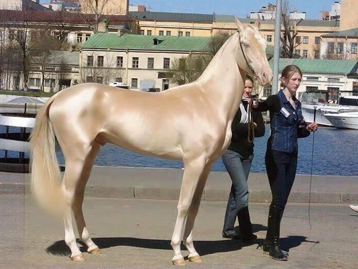 Dubbed "the most beautiful horse in the world", the Akhal-Teke is a brilliant creature that is hard to forget