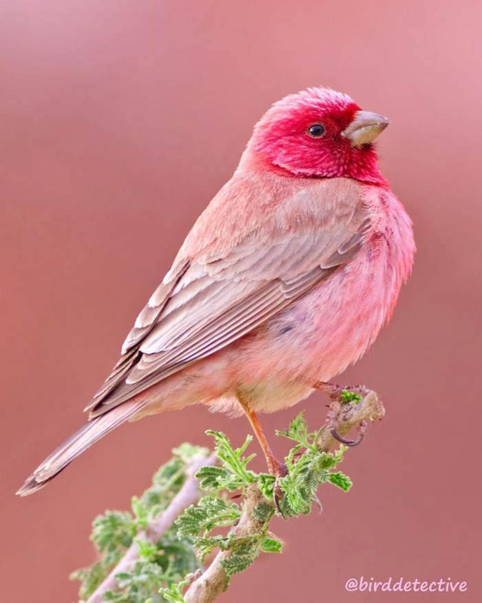 The pink-browed rosefinch is a bird that is almost too beautiful to be true.