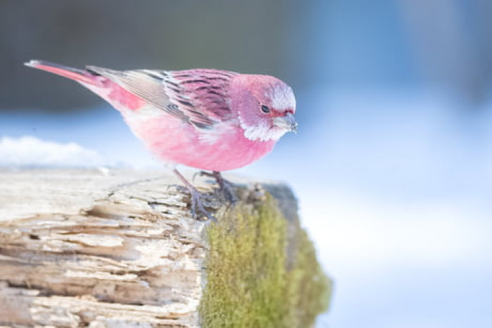 The pink-browed rosefinch is a bird that is almost too beautiful to be true.