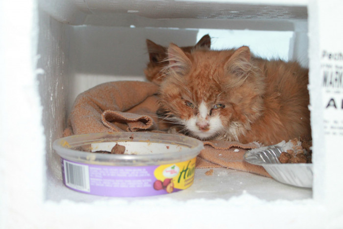 Freezing kittens left on the side of the road rescued 
