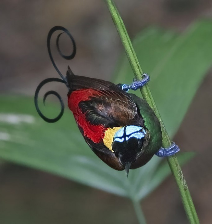 Wilson's bird of paradise is extremely exquisite