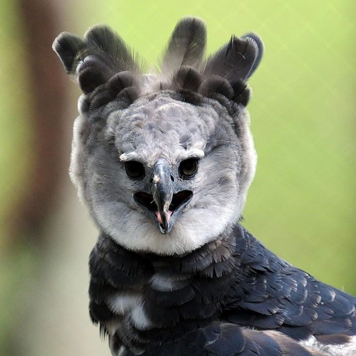 Harpy eagles are so large that they look like a tall human in bird clothing.