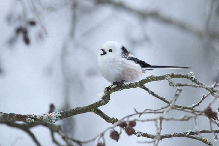 The Small Bird looks like a flying cotton ball and we can't get enough of it