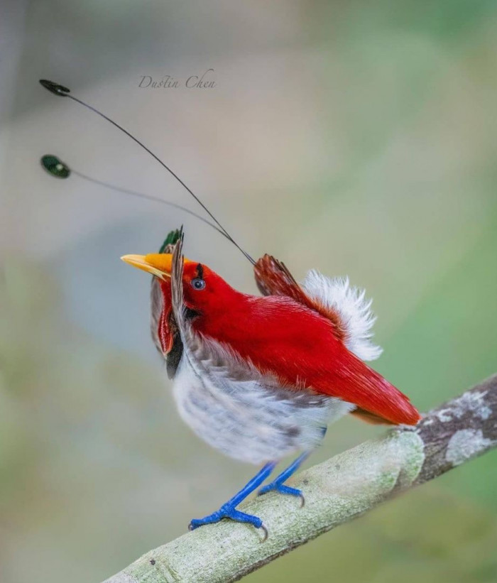 With its bright colors, the Kingbird of Paradise is a living gem.