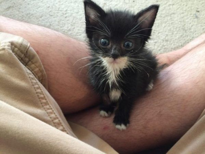 A woman sacrificed her last salary to save a desperate kitten from the rain