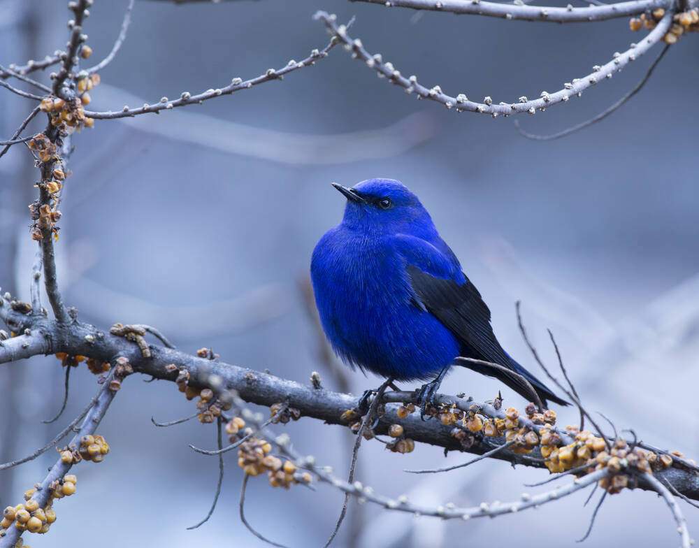 Meet the Grandala Coelicolor, a spectacular bird with mesmerizing blue plumage