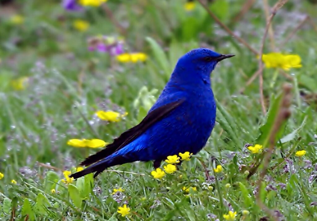 Meet the Grandala Coelicolor, a spectacular bird with mesmerizing blue plumage