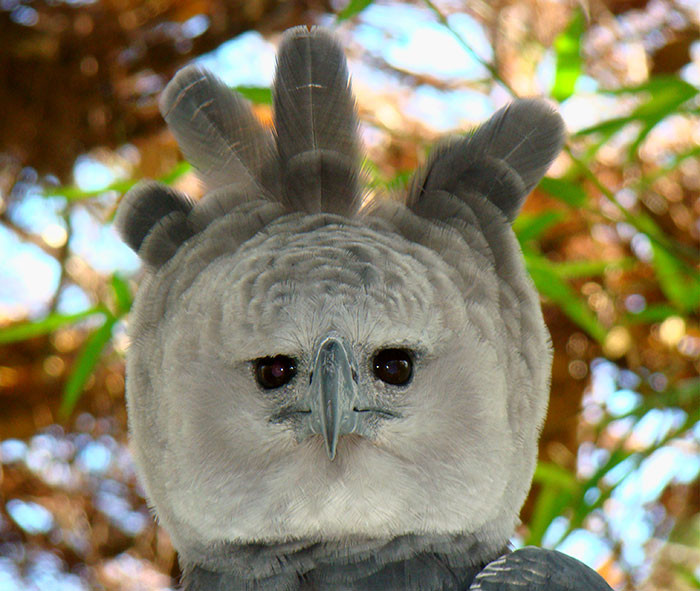 Harpy eagles are so large that they look like a tall human in bird clothing.