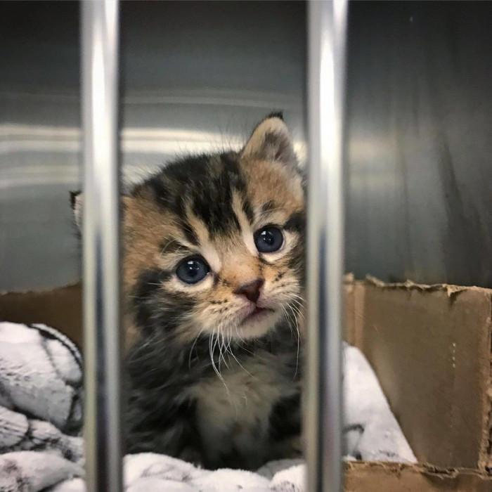 A kitten's life changed forever after a woman found and rescued him.