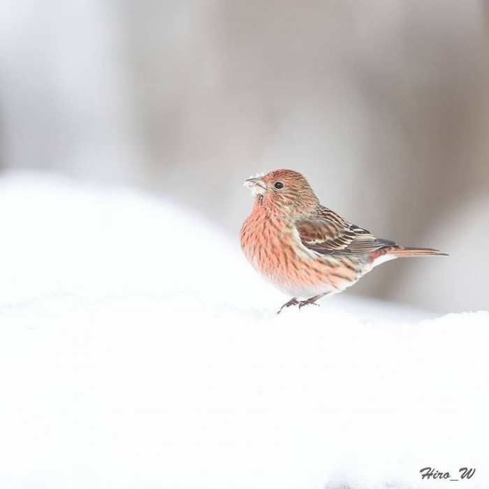 The pink-browed rosefinch is a bird that is almost too beautiful to be true.