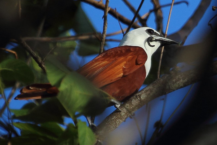 Meet the Three-wattled Bellbird, a unique bird with a mustache
