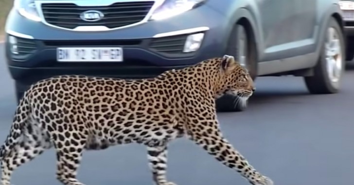 A mother leopard helps her cubs cross the road, the video is interesting.