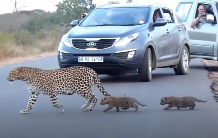 A mother leopard helps her cubs cross the road, the video is interesting.