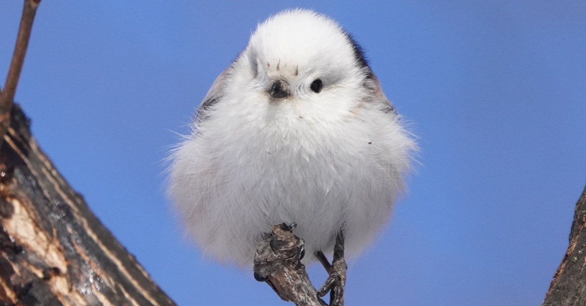 The Small Bird looks like a flying cotton ball and we can't get enough of it