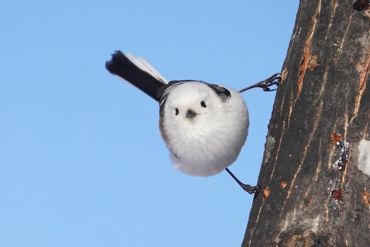 The Small Bird looks like a flying cotton ball and we can't get enough of it